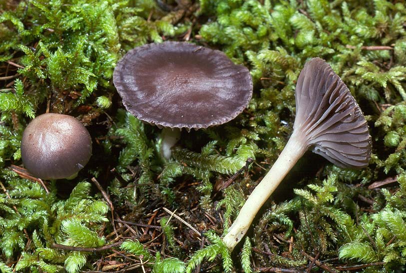 Hygrophorus nordmanensis